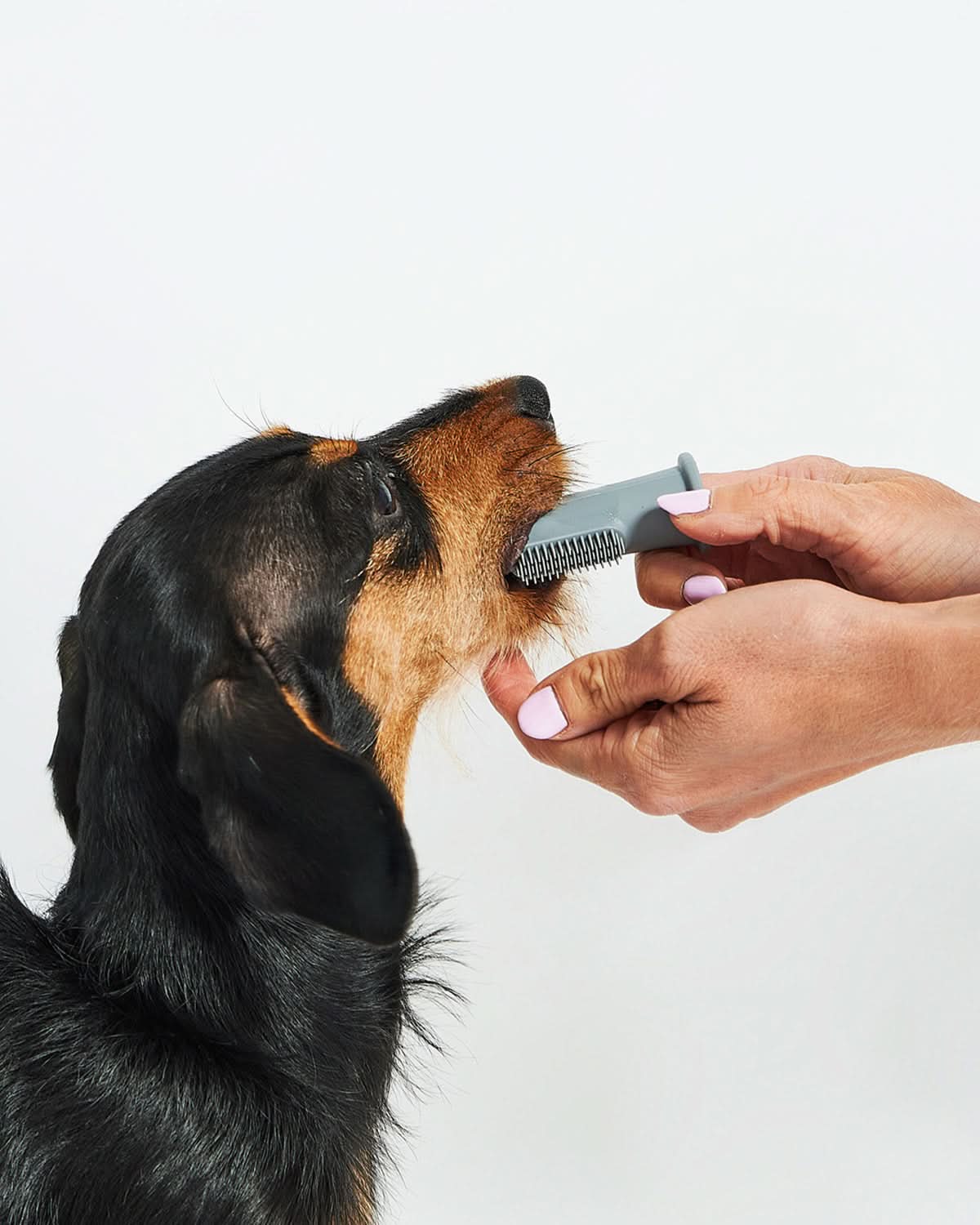 DITO DOG TOOTHBRUSH | סט מברשות שיניים לכלב