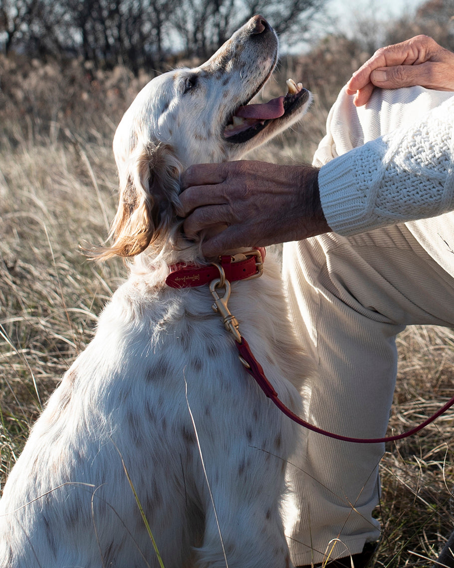 צווארון עור FERDINANDO | קולר עור נאפה לכלב