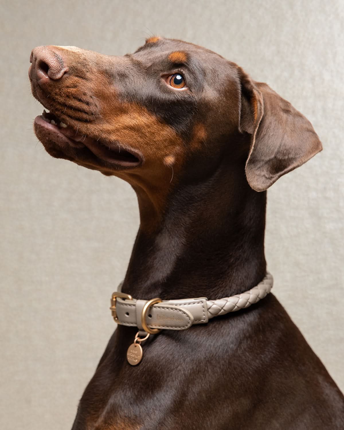 קולר עור לכלבים