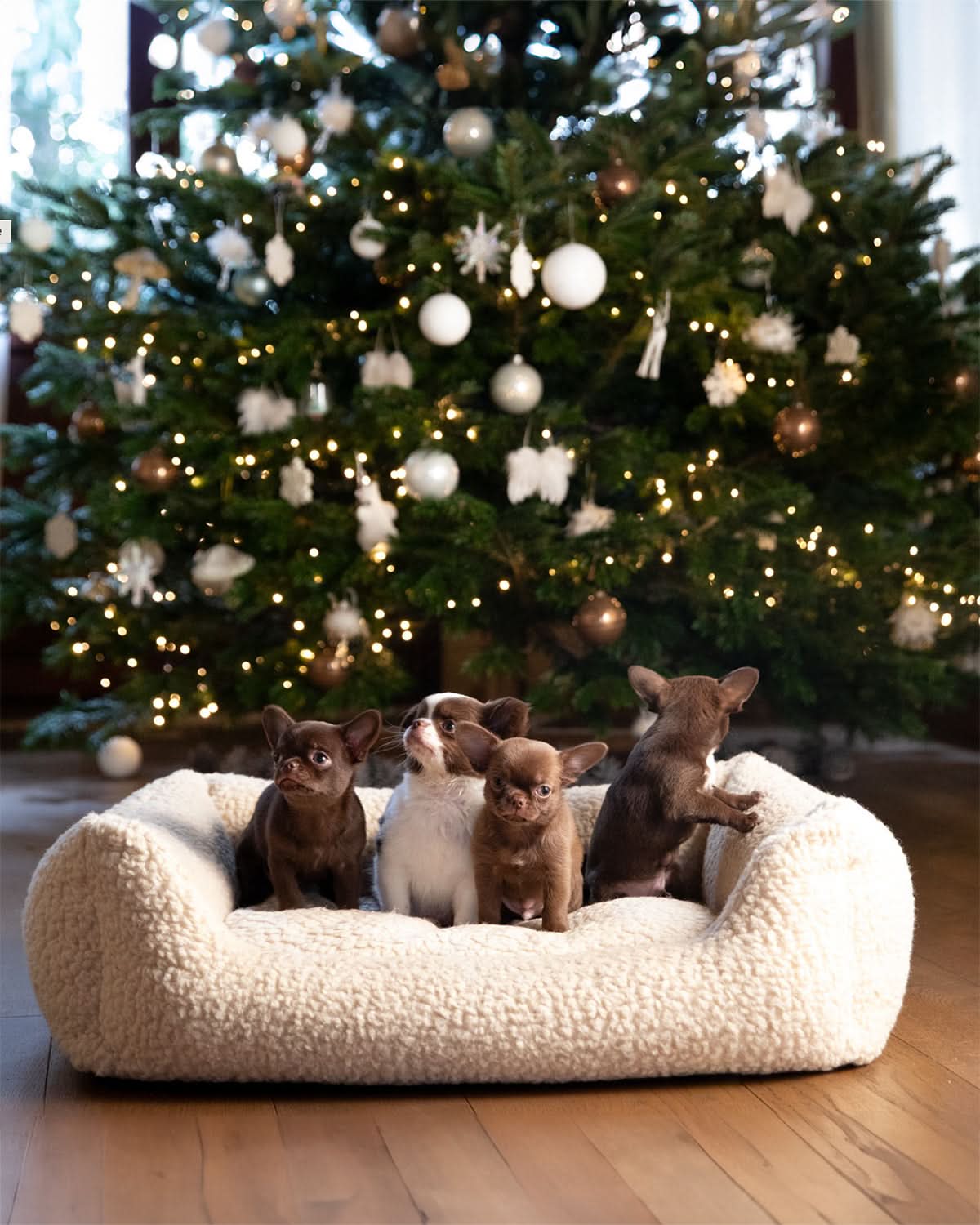 HENRI BOUCLÉ WOOL DOG BED | מיטה לכלב