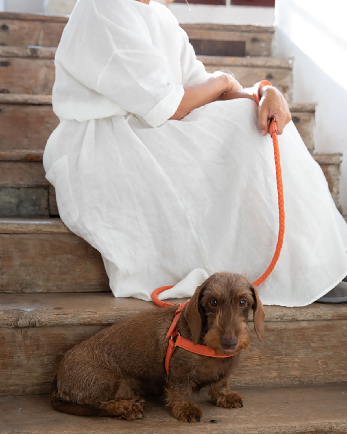 רתמה לכלב מעור נאפה איטלקי | MARIO NAPPA LEATHER DOG HARNESS