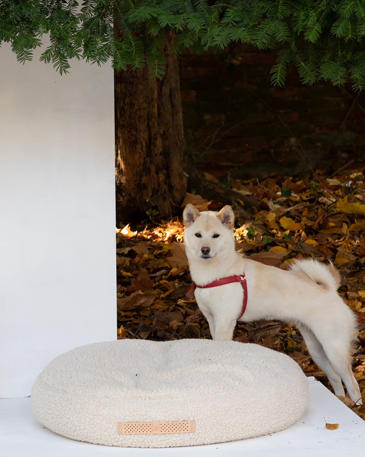 רתמת עור MARIO | רתמת עור לכלב