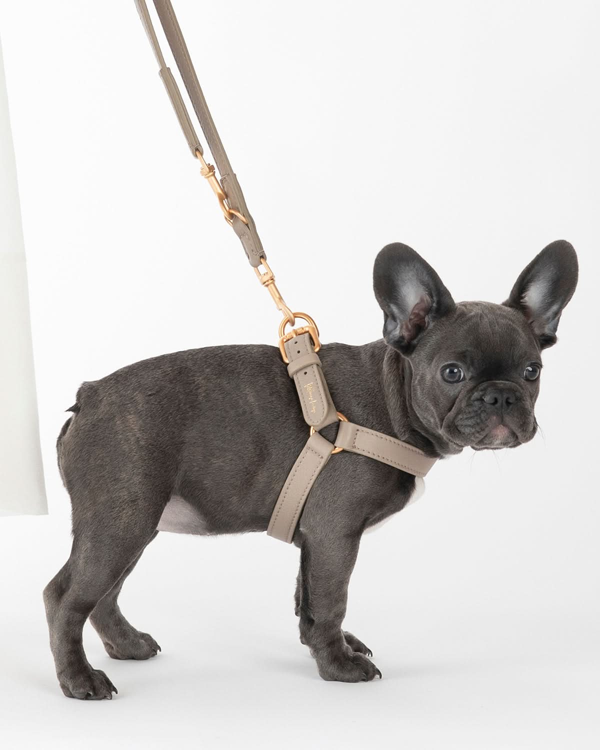 רתמה לכלב מעור נאפה איטלקי | MARIO NAPPA LEATHER DOG HARNESS