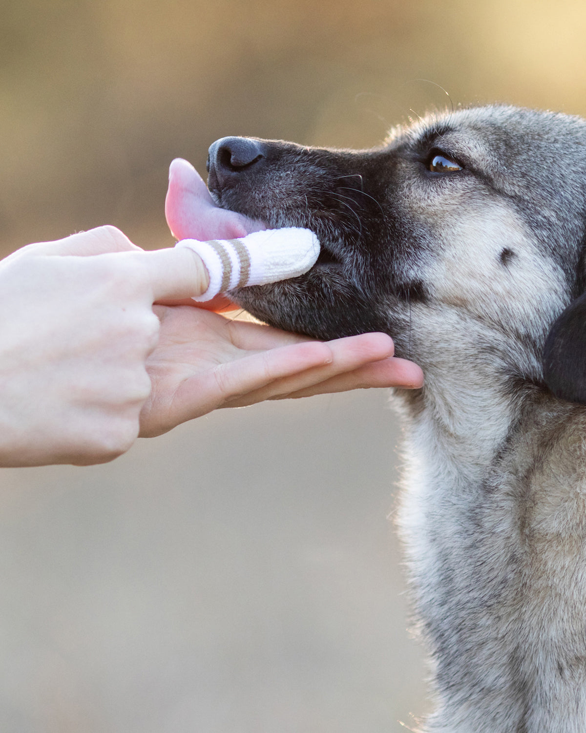 DENTAL MICRO FLEECE DOG TOOTHBRUSH | אצבעון צחצוח שיניים לכלב