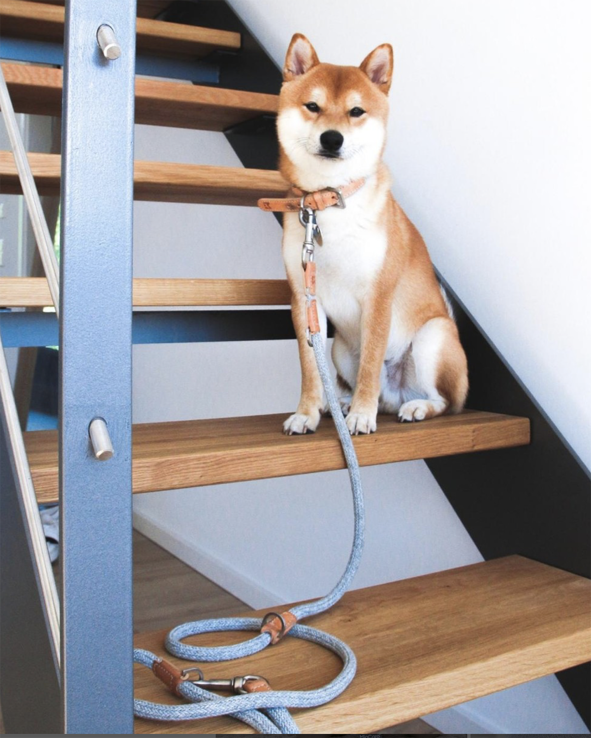 LUCCA ADJUSTABLE LEASH | רצועה מתכווננת לכלב