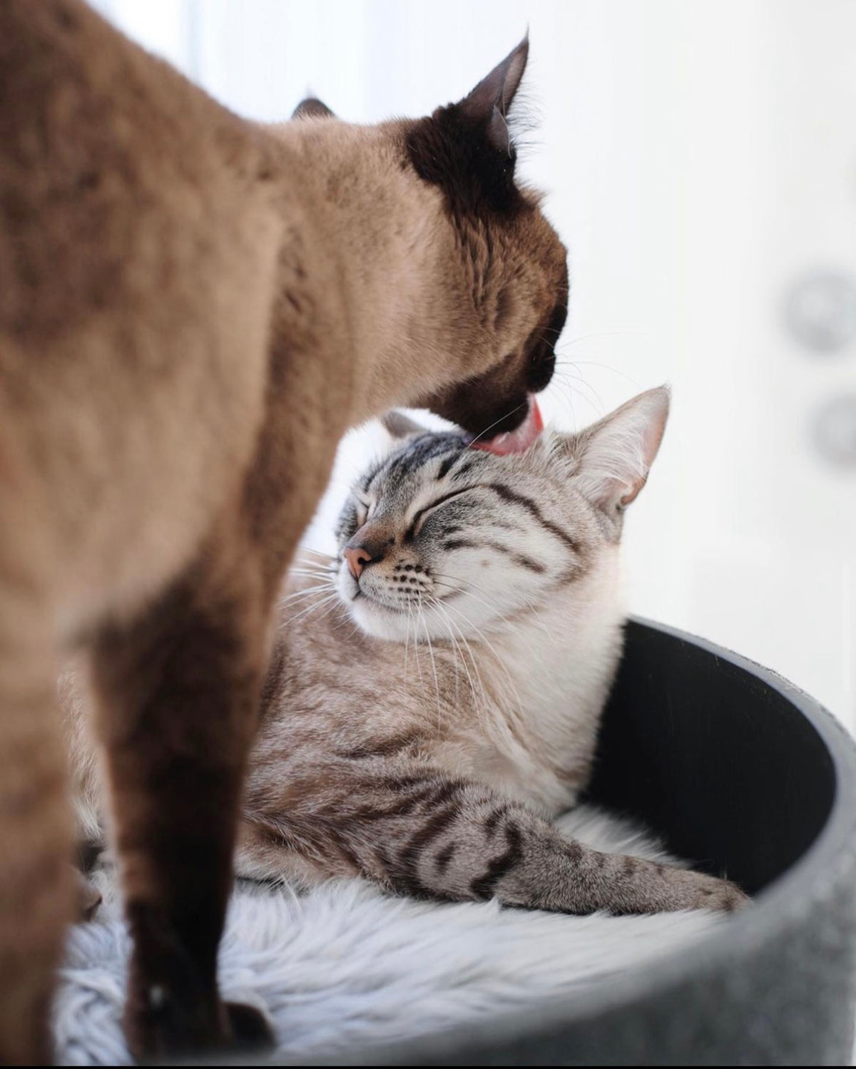 מיטות לחתולים