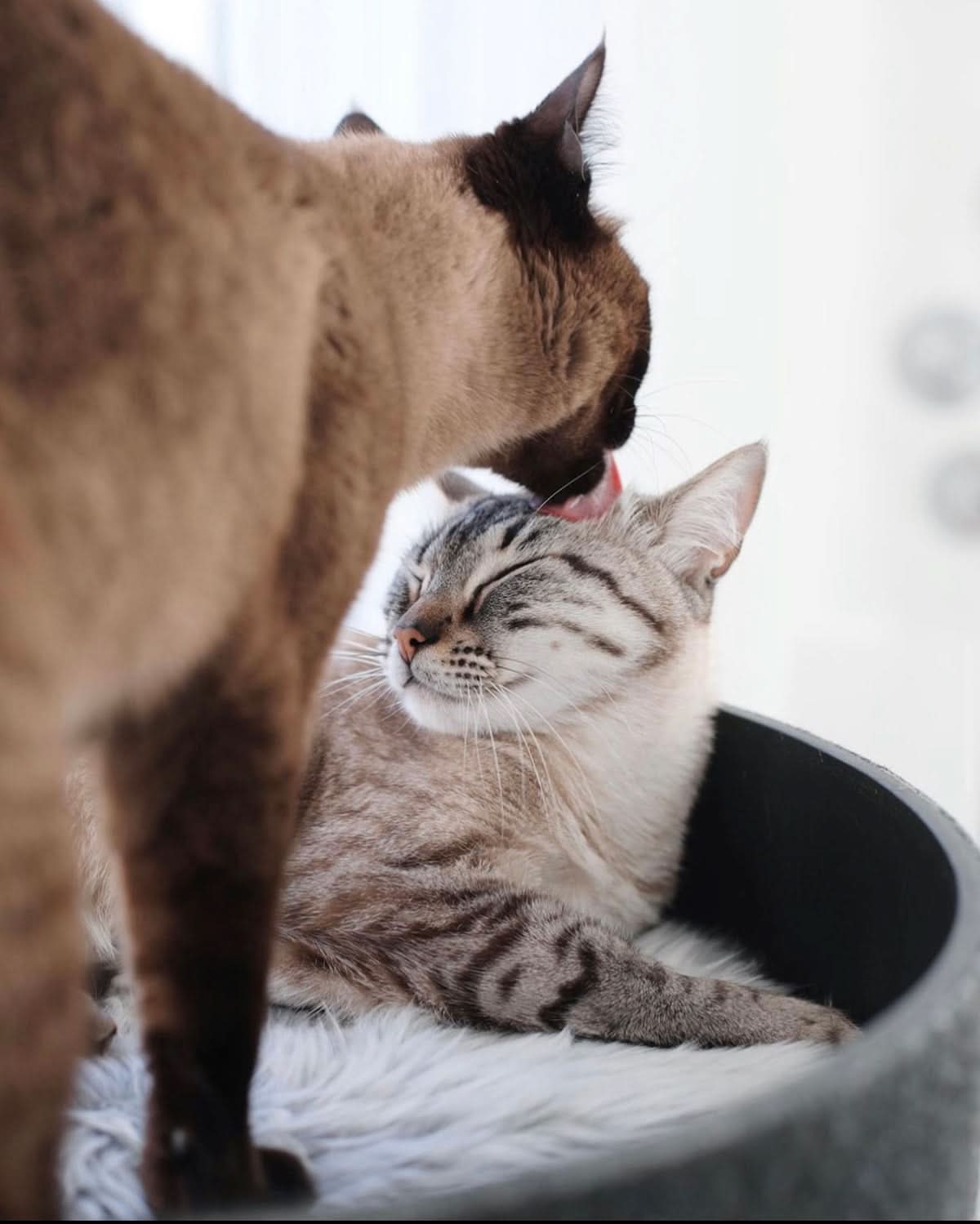 מיטות לחתולים