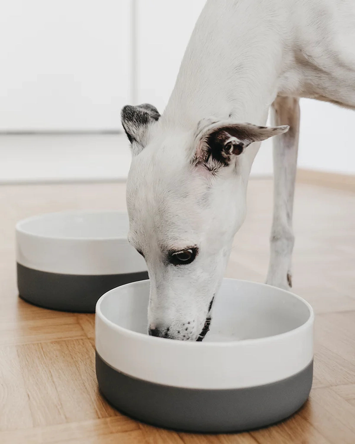 קערות מים ואוכל לכלבים וחתולים