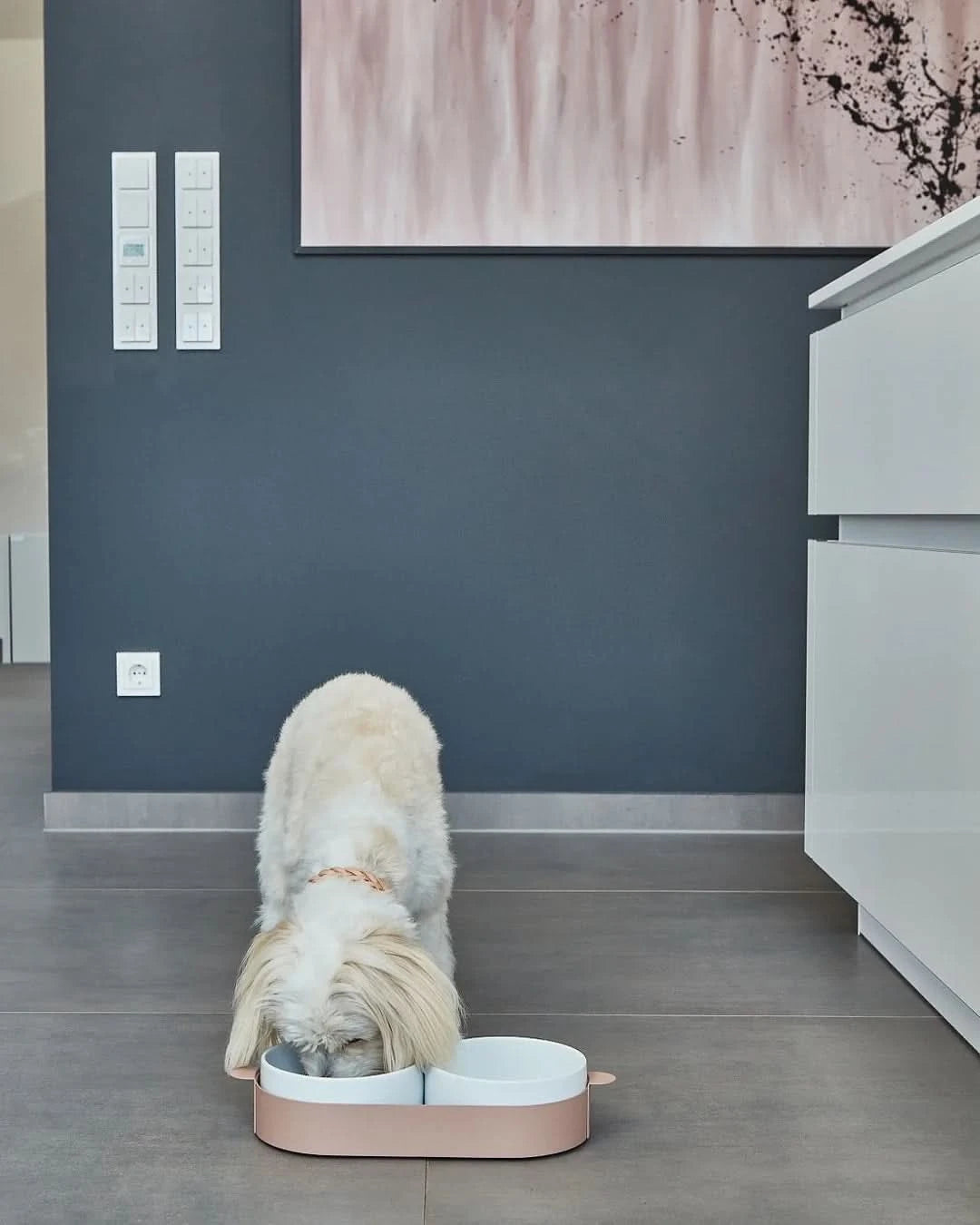 סט קערות לחתול וכלב