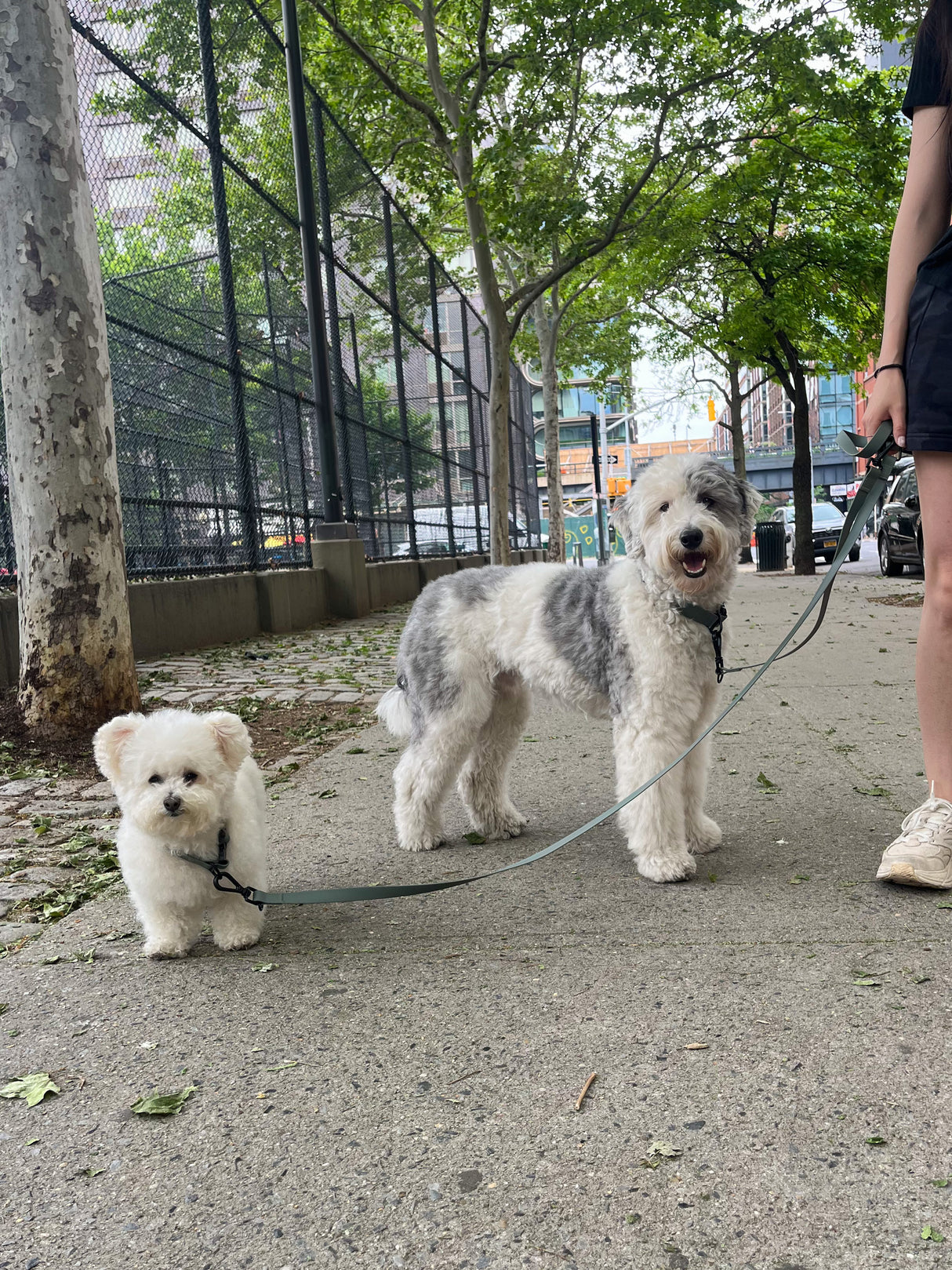 MELLEM X LEASH | רצועה לכלב