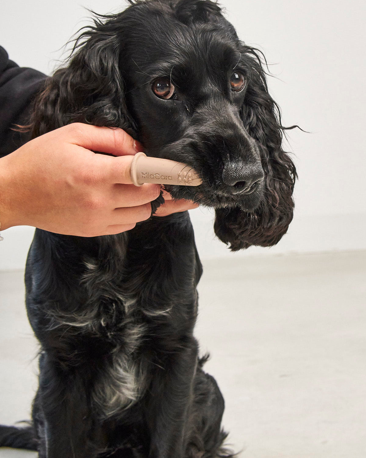 DITO DOG TOOTHBRUSH | סט מברשות שיניים לכלב