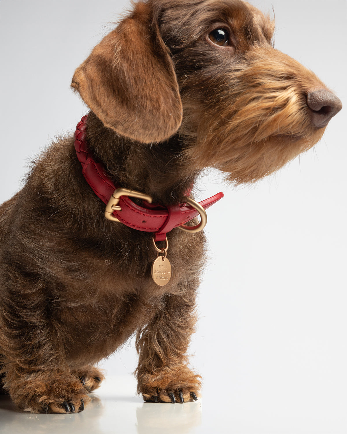 FERDINANDO LEATHER COLLAR | קולר עור נאפה לכלב