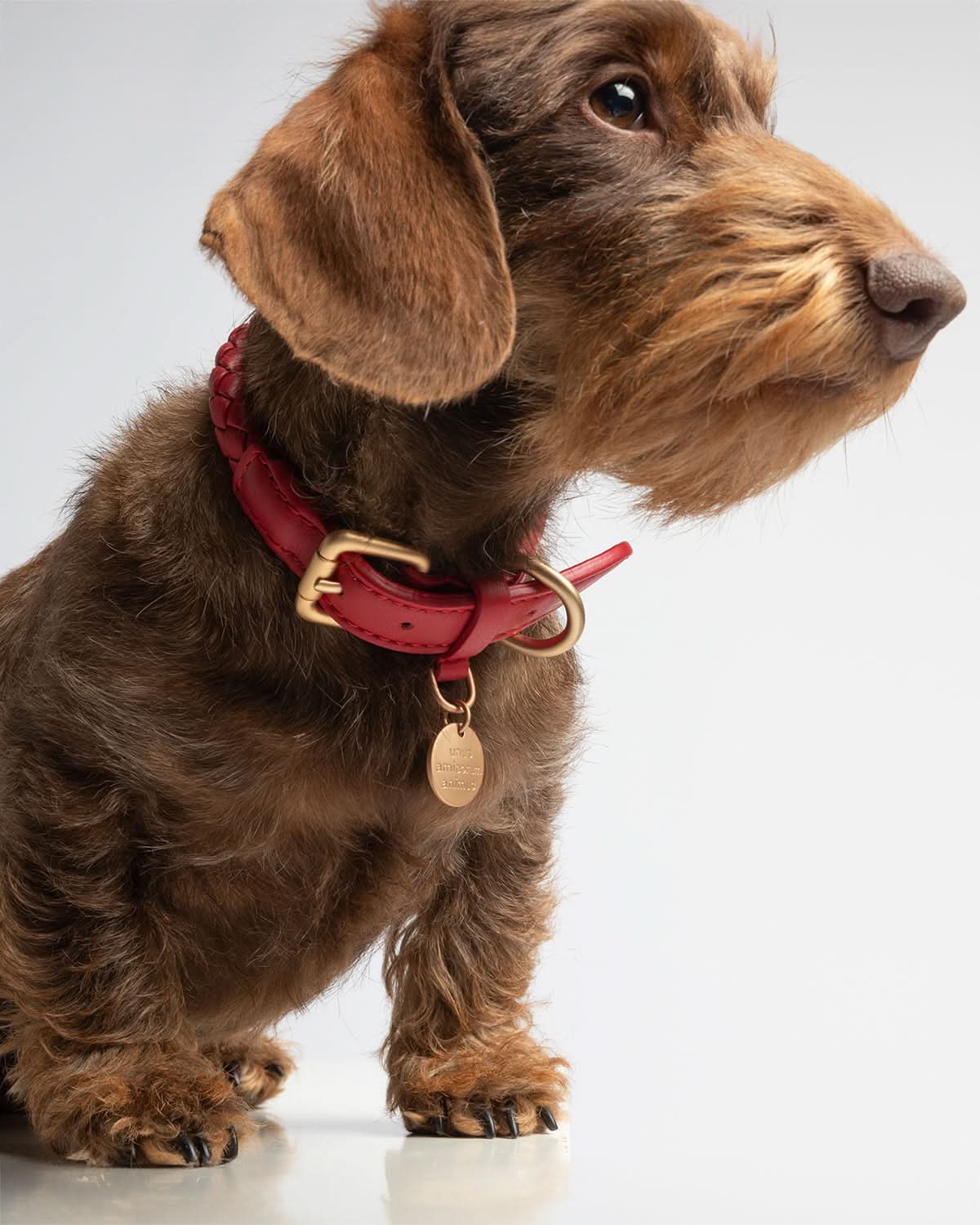 FERDINANDO NAPPA LEATHER COLLAR | קולר עור נאפה לכלב