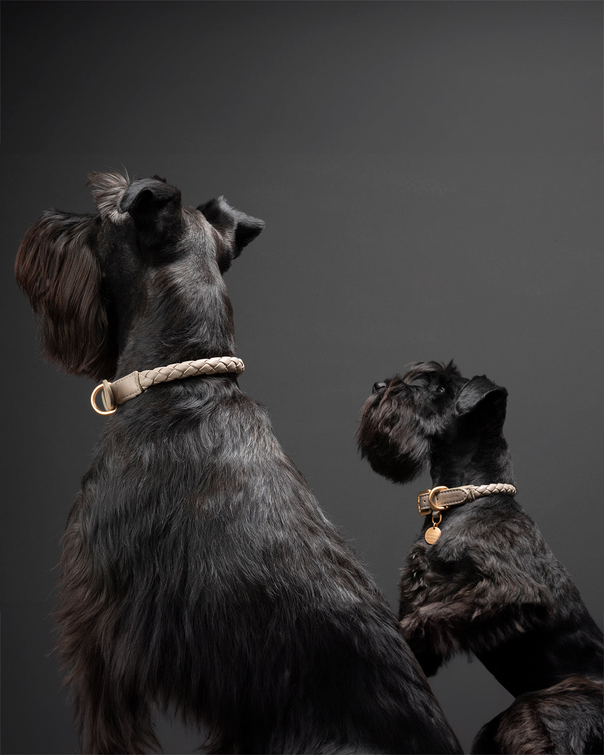 קולר עור לכלבים