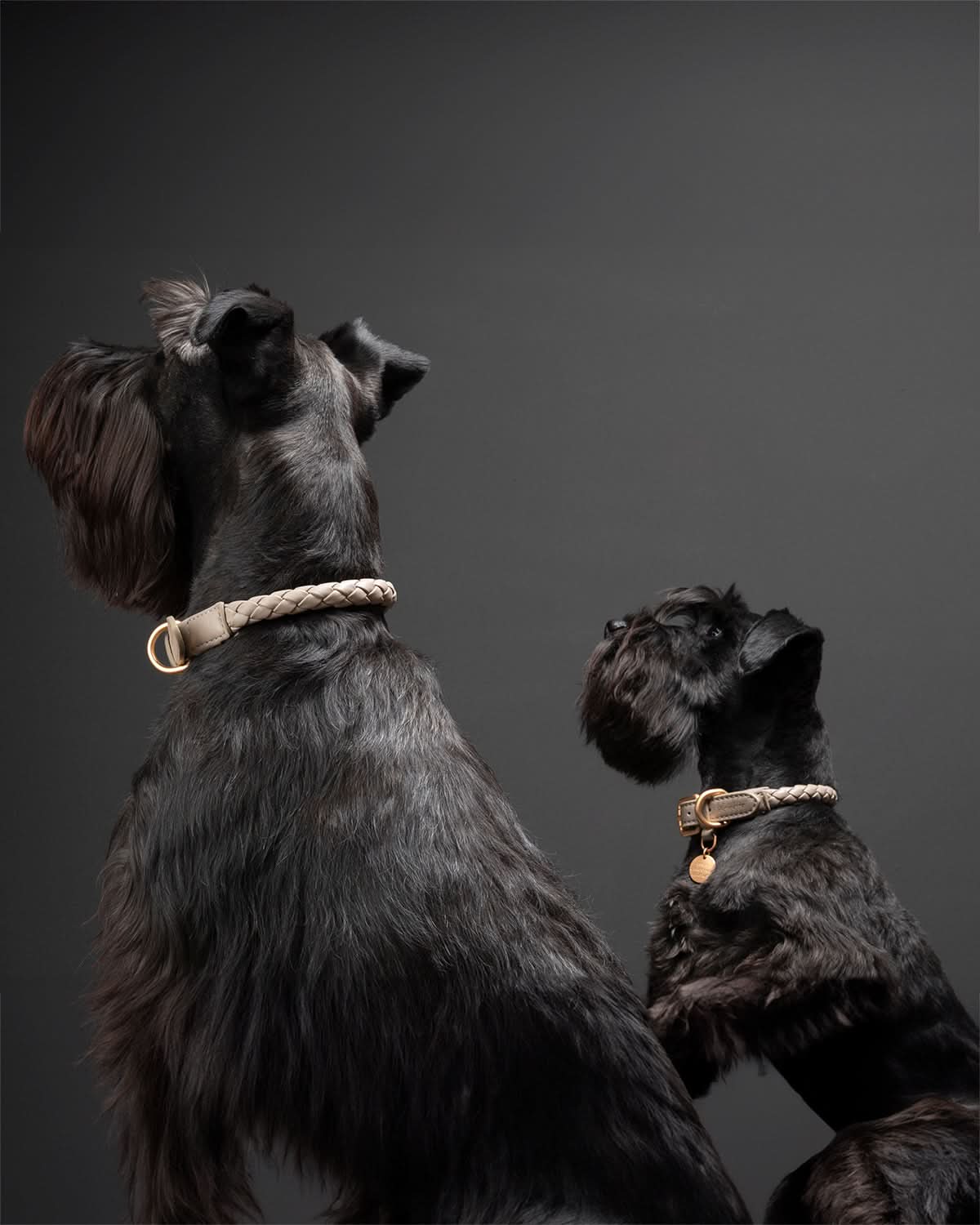 קולר עור לכלבים