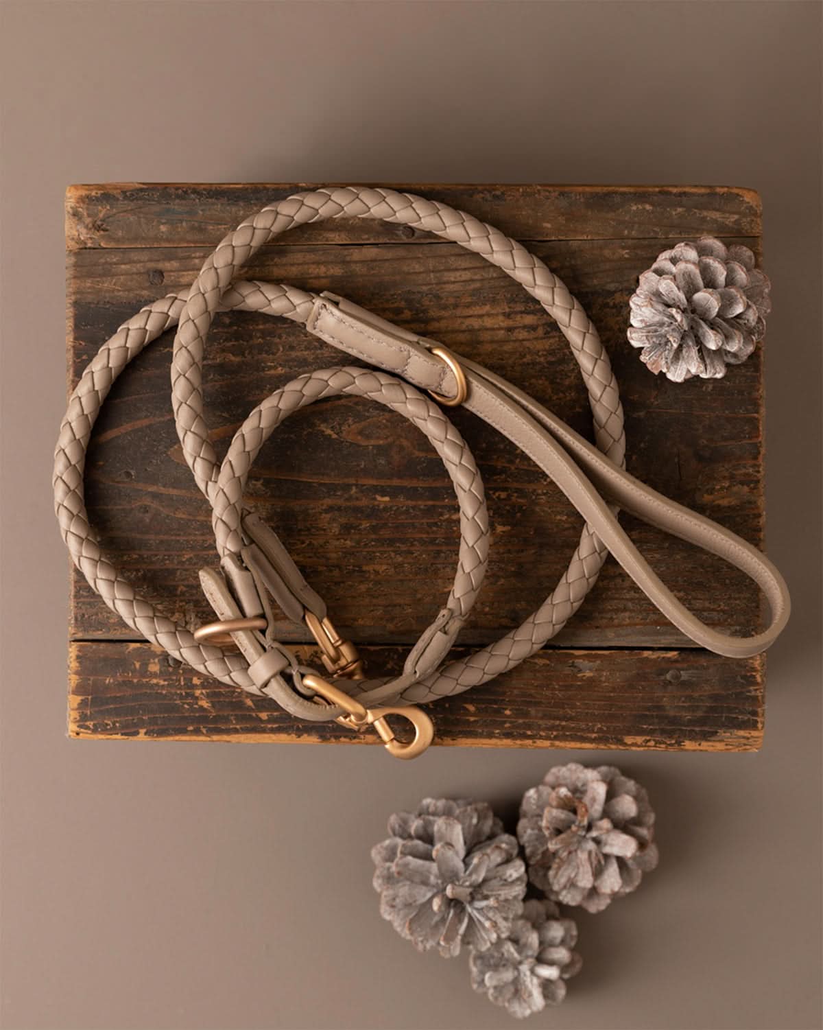 רצועת עור לכלב