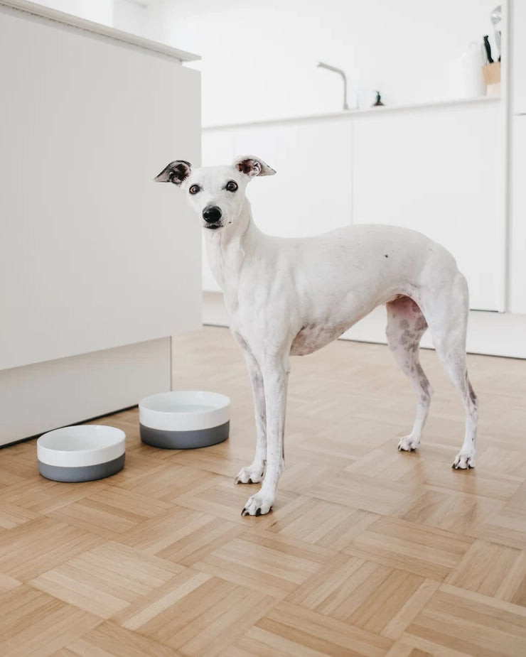 קערות מים ואוכל לכלבים וחתולים