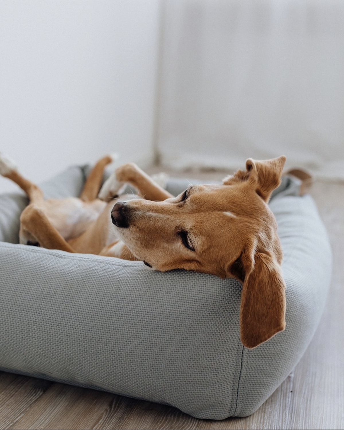 SONNO DOG BOX BED | מיטה לכלב