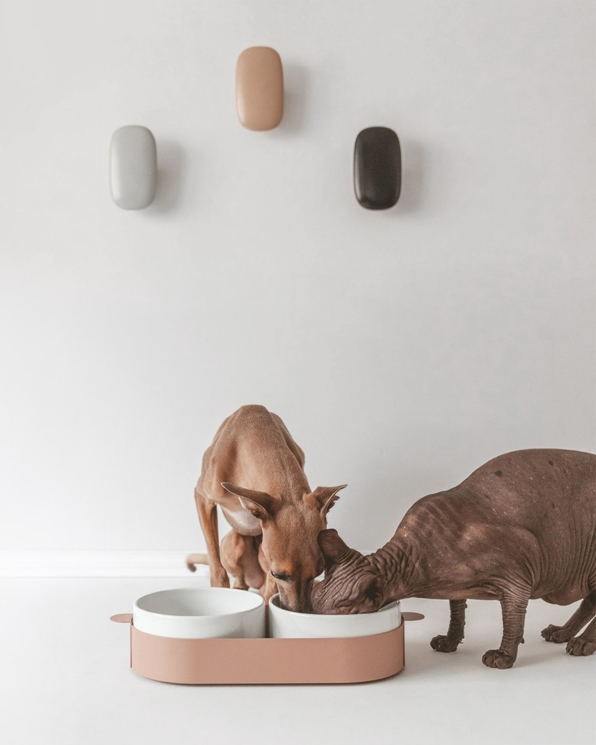 סט קערות לחתול וכלב