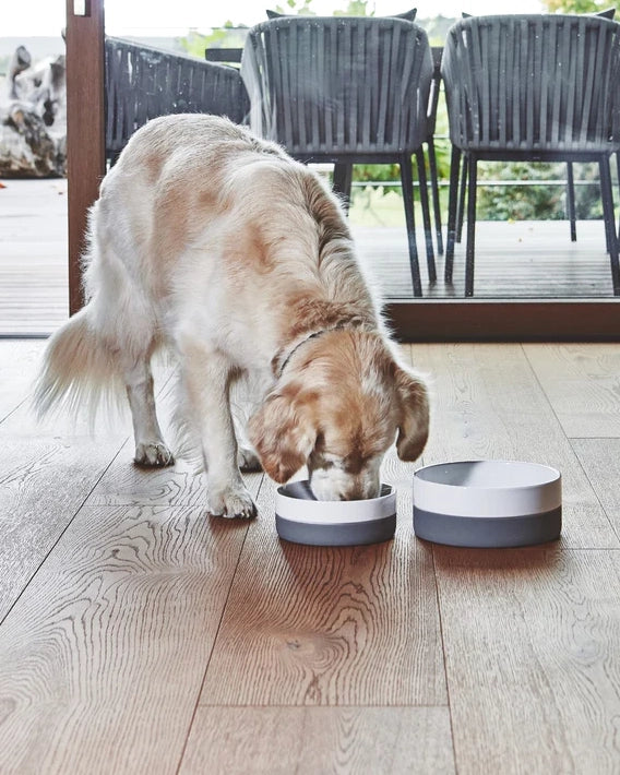 קערות מים ואוכל לכלבים וחתולים