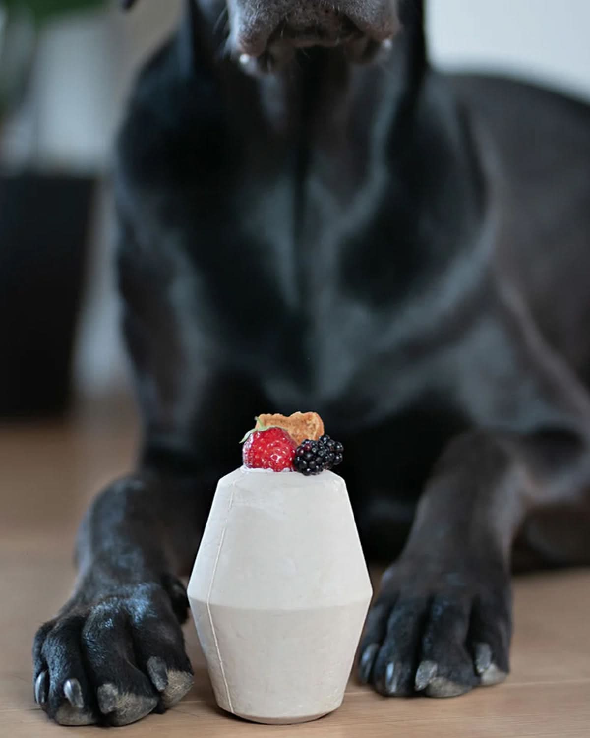 CONO ACTIVITY TOY | צעצוע האכלה אקטיבי לכלב