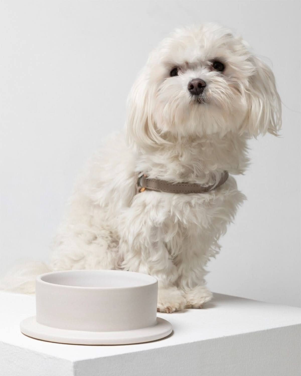 MARIO LEATHER HARNESS | רתמת עור לכלב