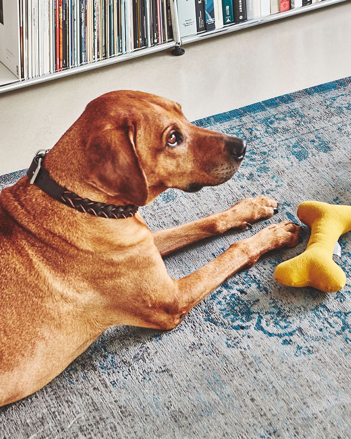 קולר עור לכלבים