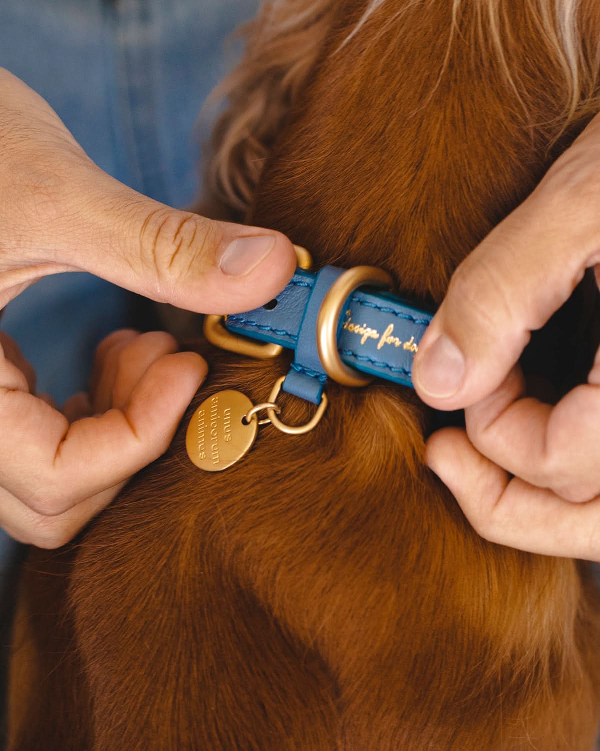 קולר עור לכלבים