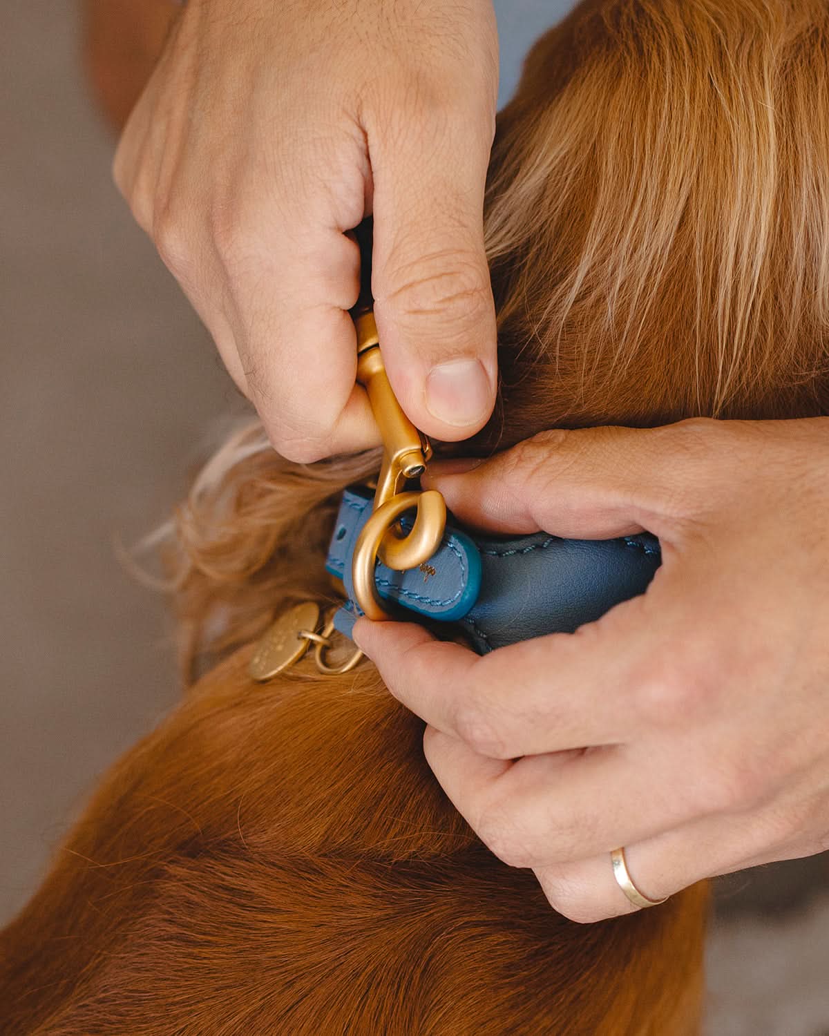 רצועת עור לכלב