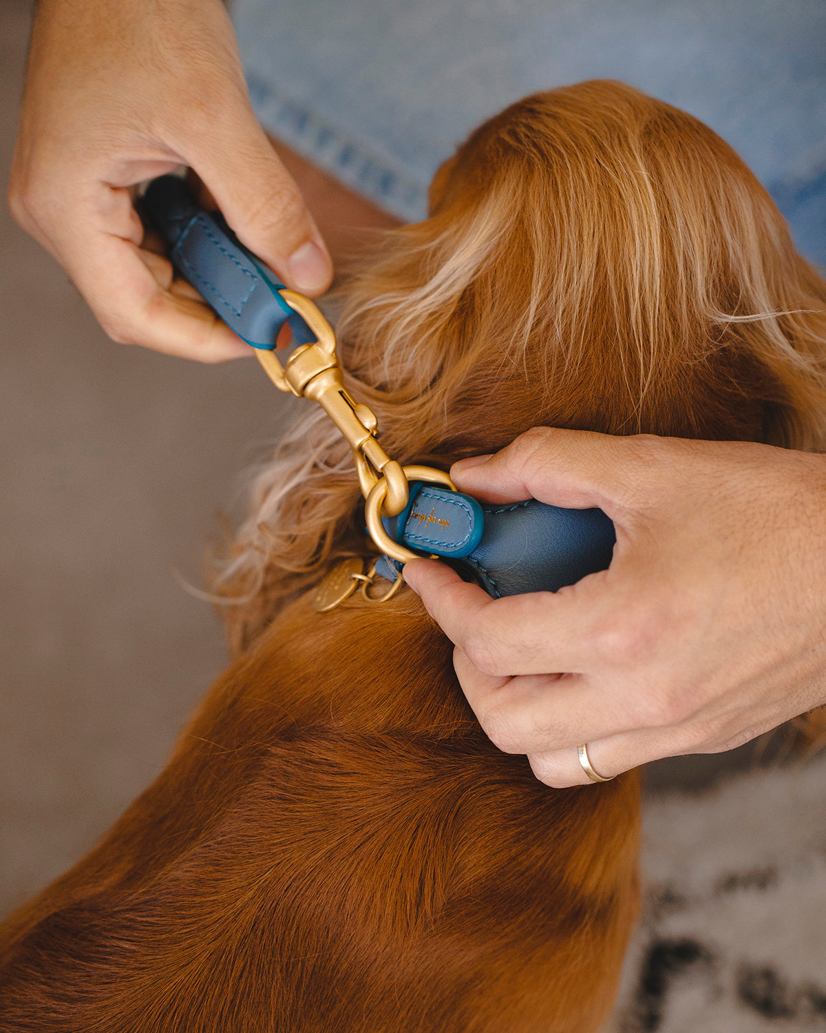 רצועת עור לכלב