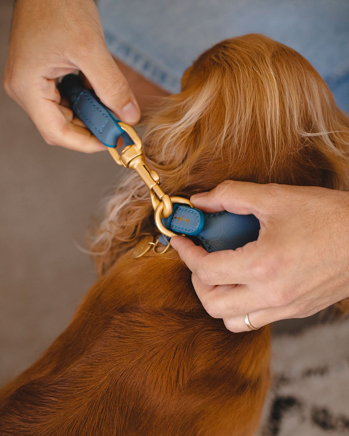 רצועת עור לכלב