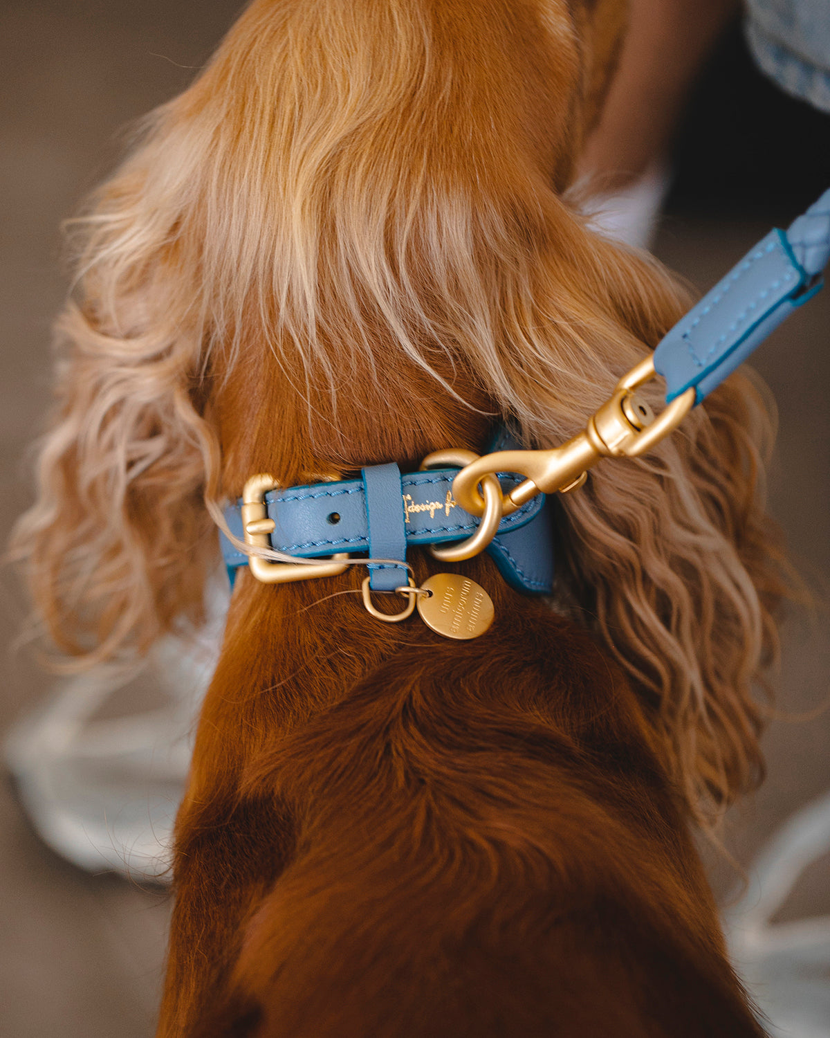 MARIO WIDE LEATHER COLLAR | קולר עור רחב לכלב