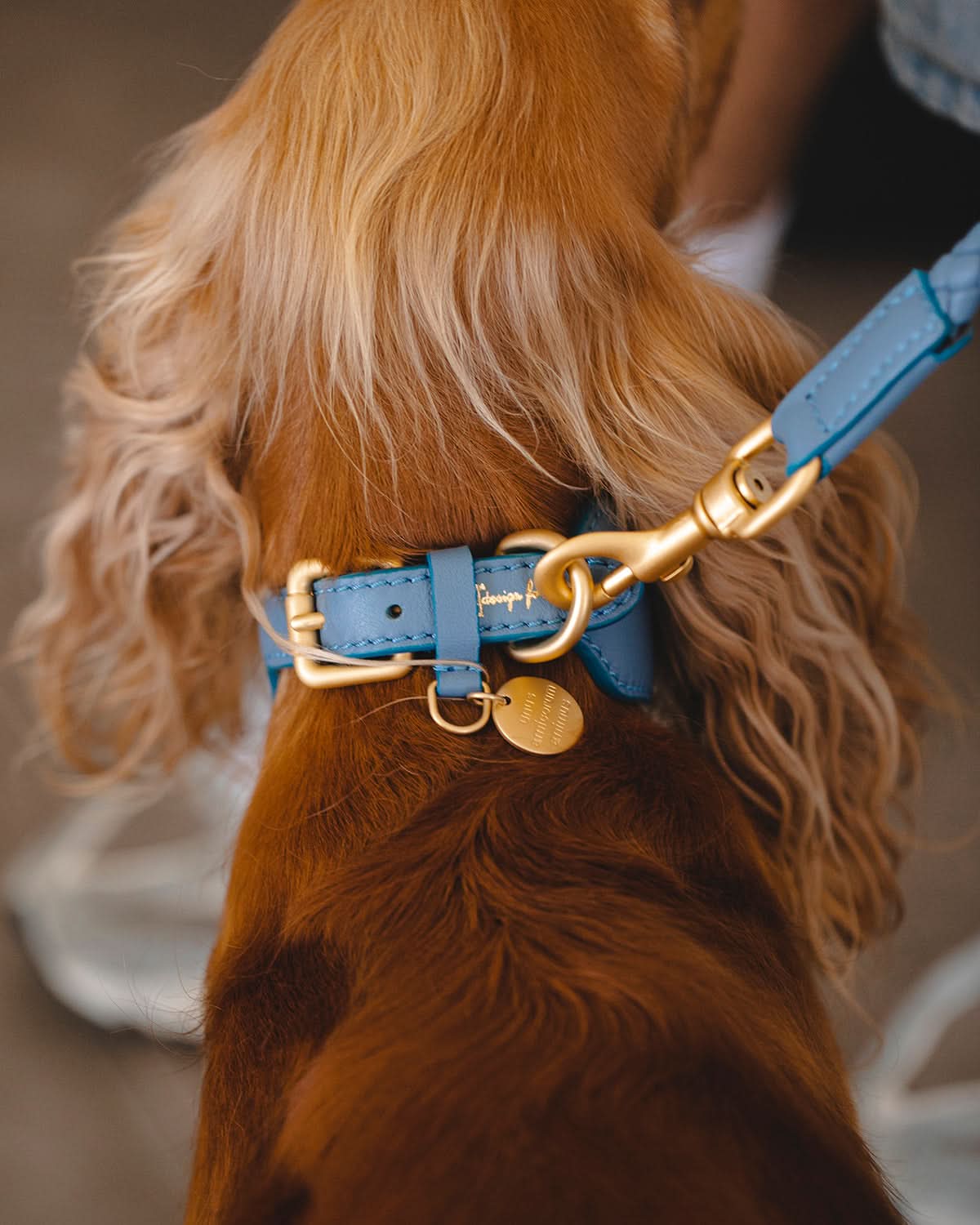 MARIO WIDE LEATHER COLLAR | קולר עור נאפה רחב לכלב