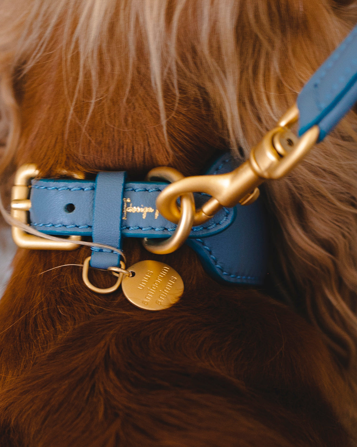 רצועת עור לכלב