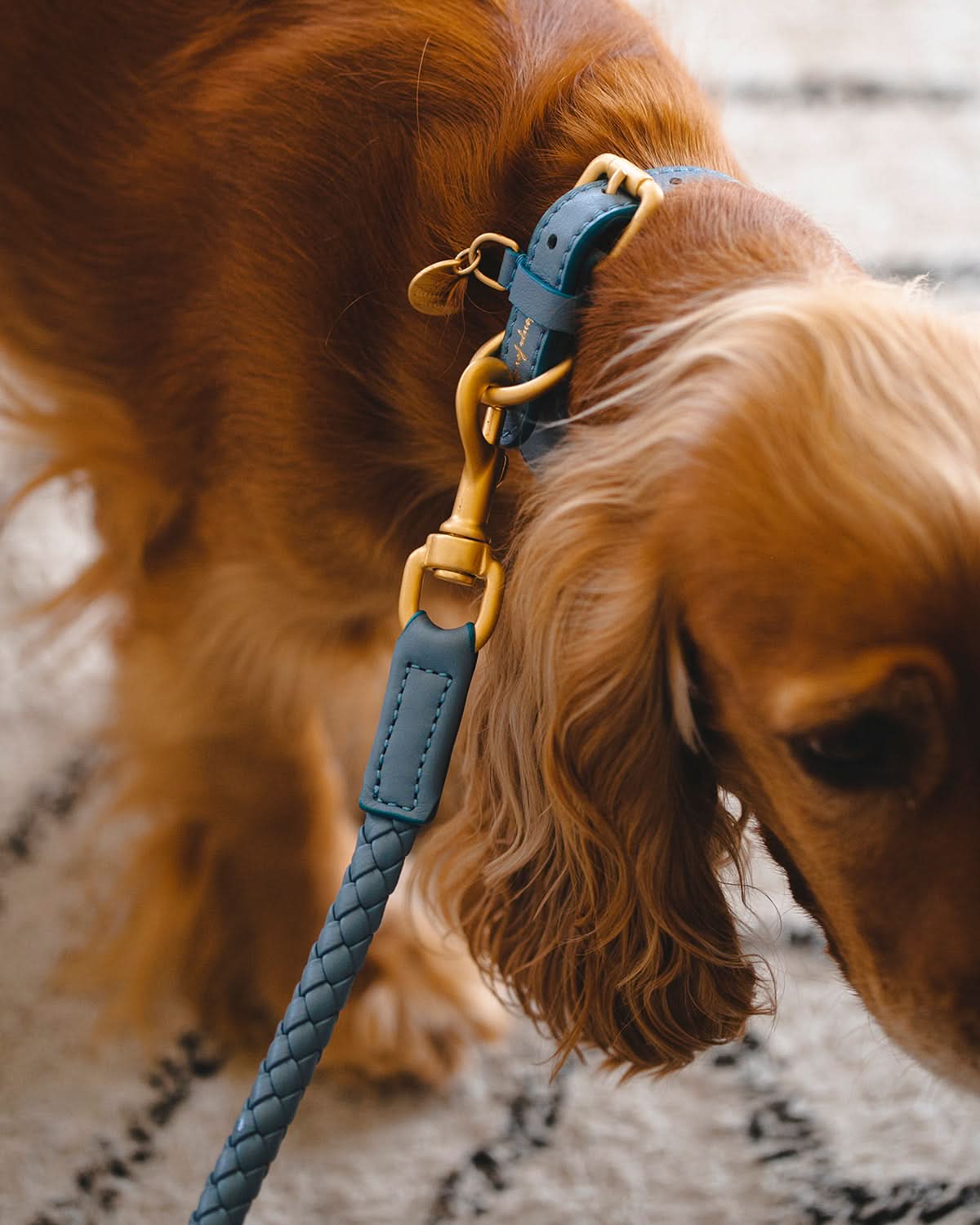 MARIO WIDE LEATHER COLLAR | קולר עור נאפה רחב לכלב