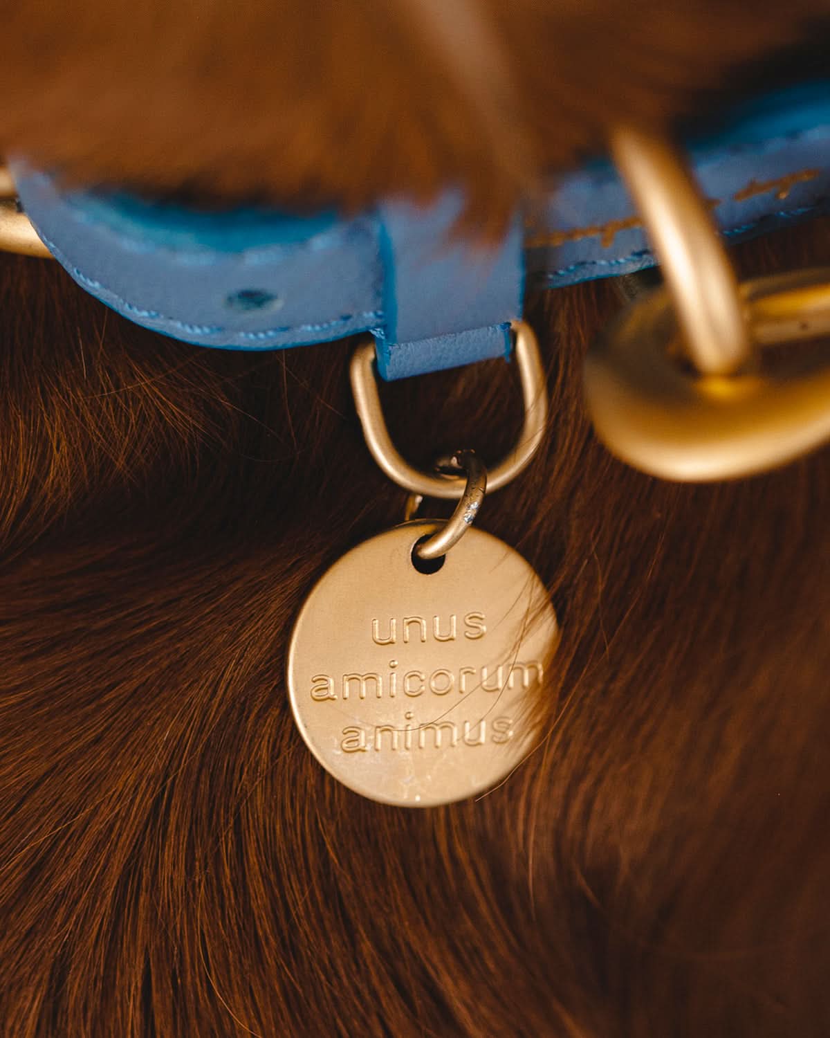 קולר עור לכלבים