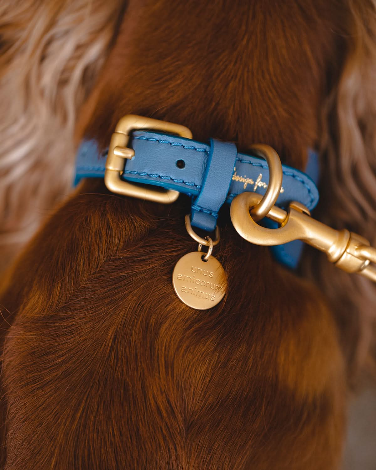 MARIO WIDE LEATHER COLLAR | קולר עור נאפה רחב לכלב