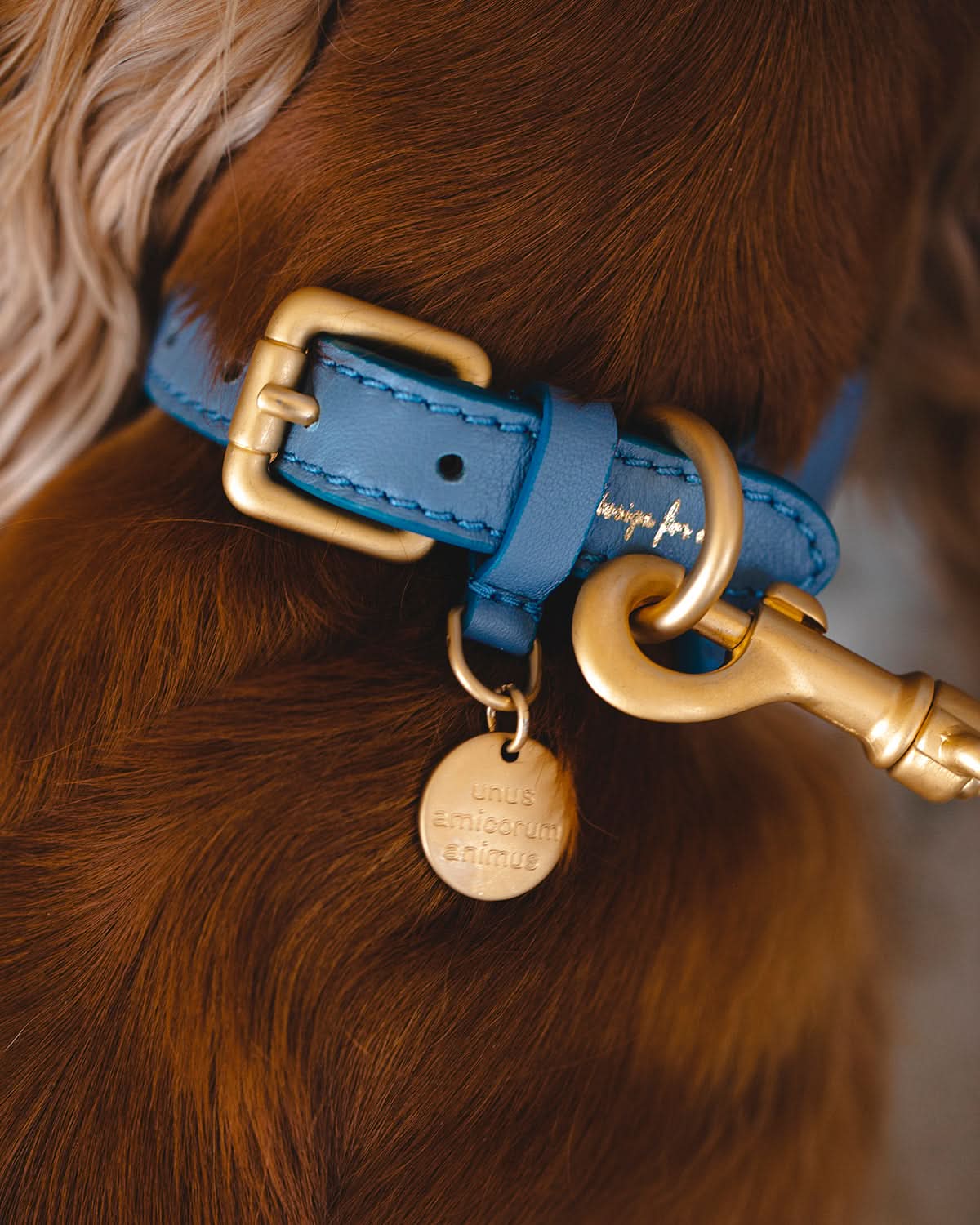 קולר עור לכלבים