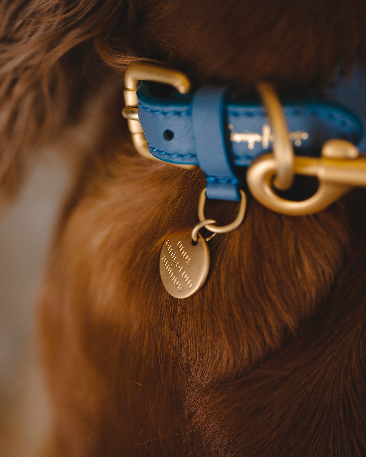 MARIO WIDE LEATHER COLLAR | קולר עור רחב לכלב