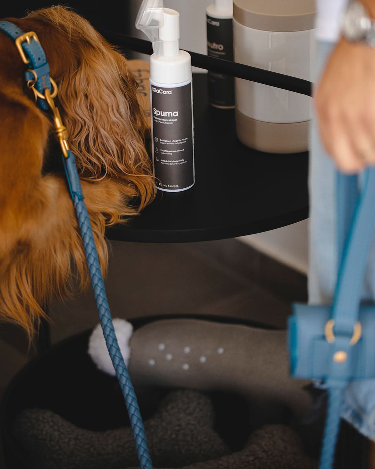 רצועת עור לכלב