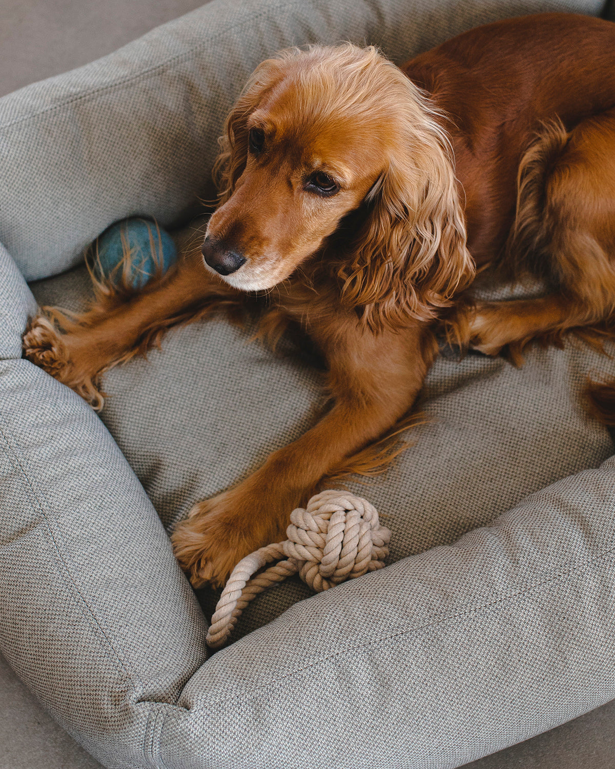 NODO DOG ROPE TOY | חבל משחק לכלב