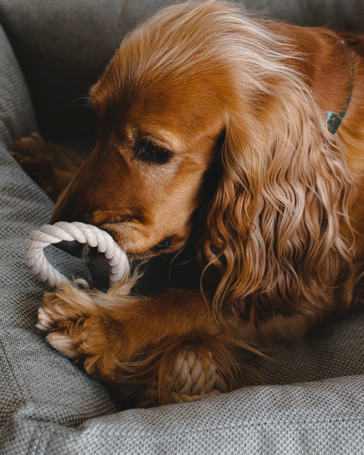NODO DOG ROPE TOY | חבל משחק לכלב