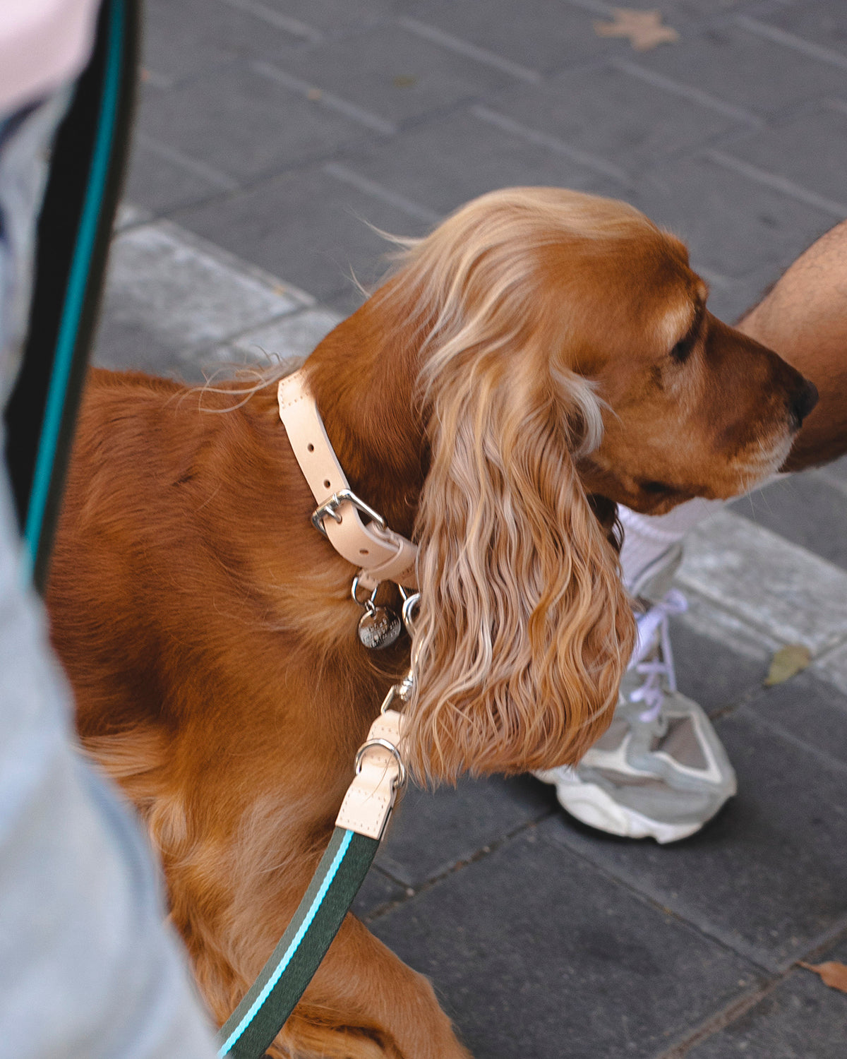 FRANCO RIBBON DOG COLLAR | קולר לכלב