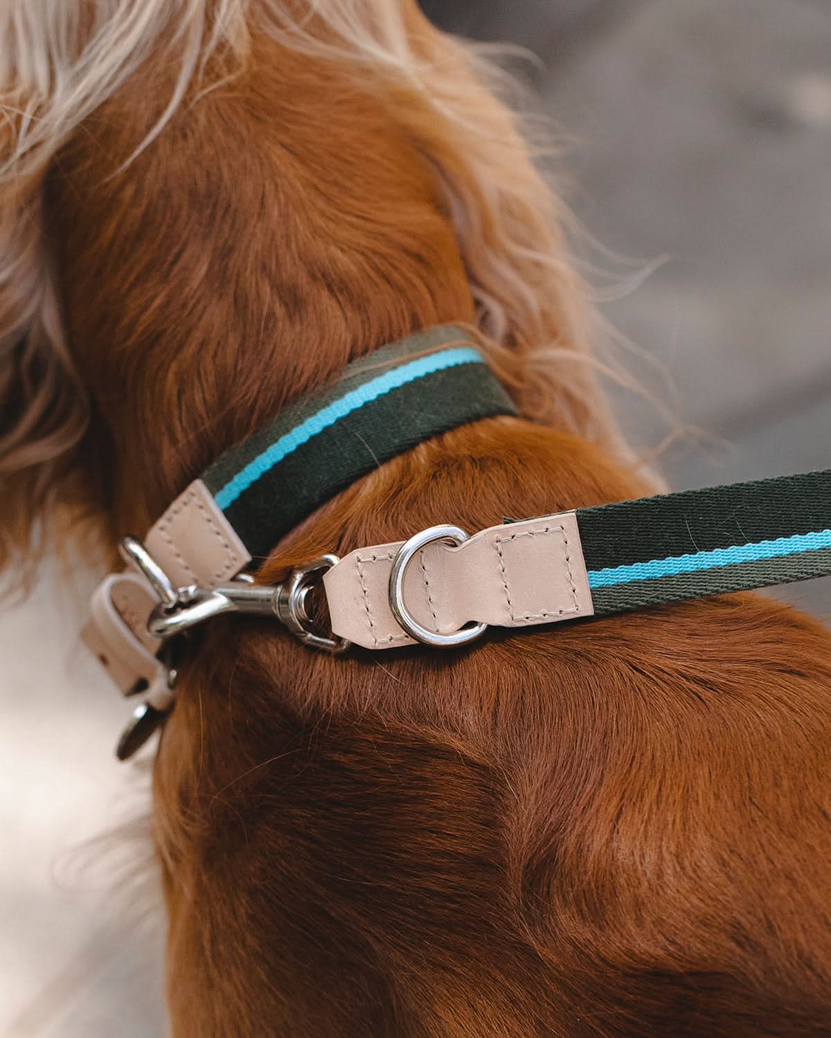 FRANCO RIBBON DOG COLLAR | קולר לכלב