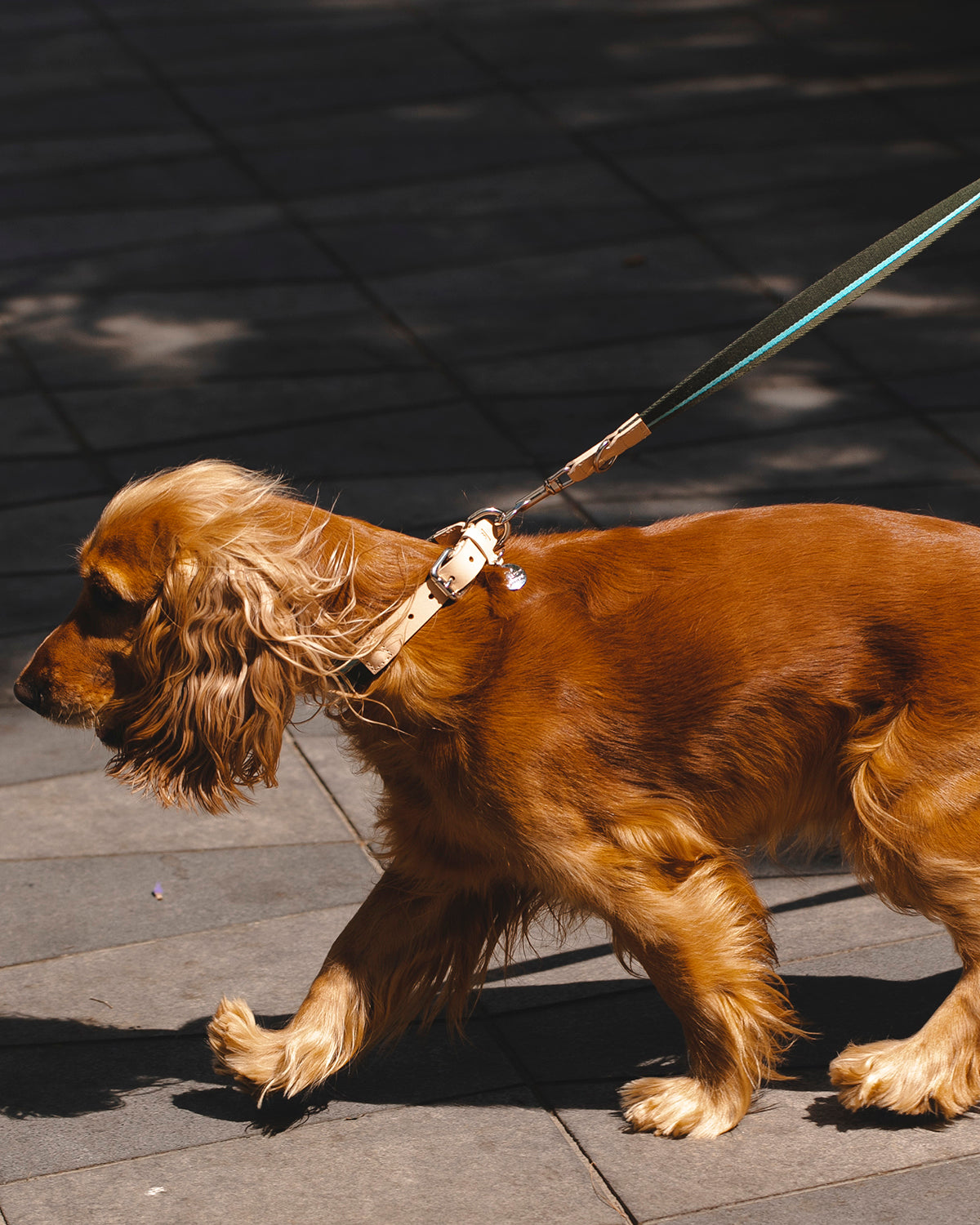 FRANCO RIBBON DOG COLLAR | קולר לכלב