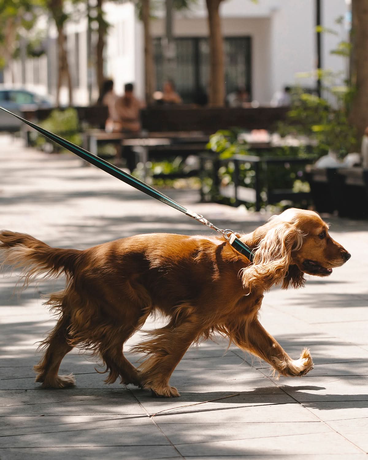 FRANCO RIBBON DOG COLLAR | קולר לכלב