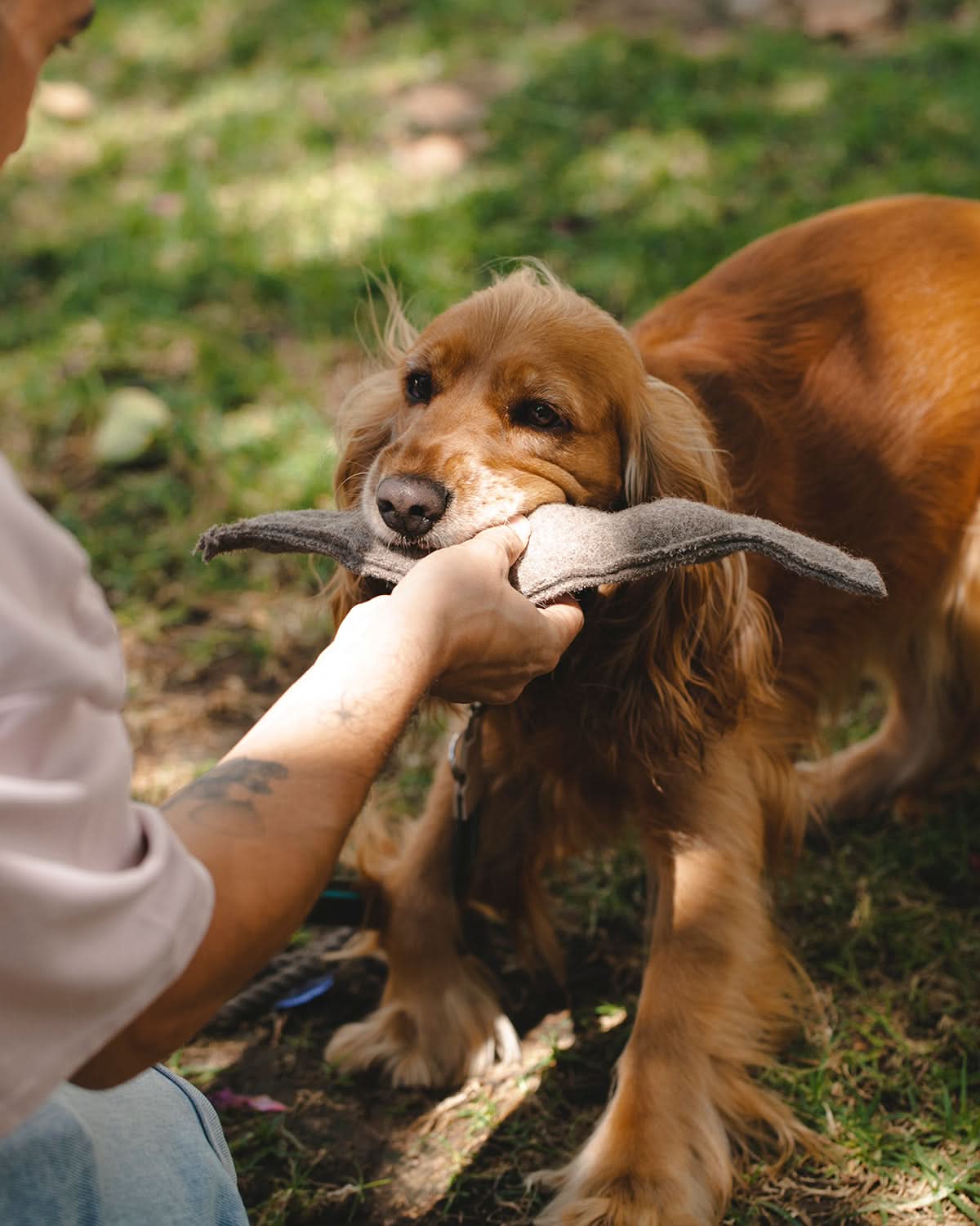 MIMMO PLUSH TOY | בובות עלי שלכת לכלב