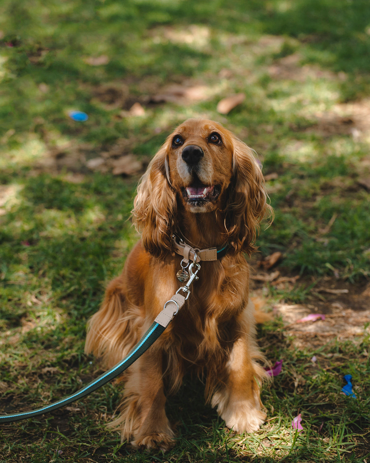 FRANCO RIBBON DOG COLLAR | קולר לכלב