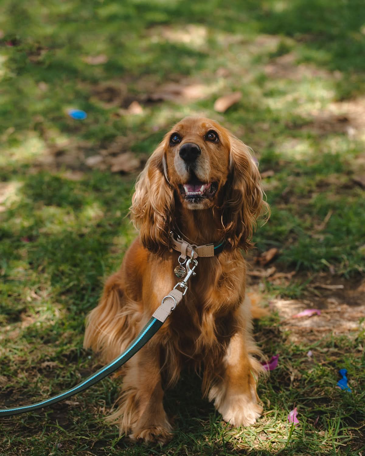 FRANCO RIBBON DOG COLLAR | קולר לכלב