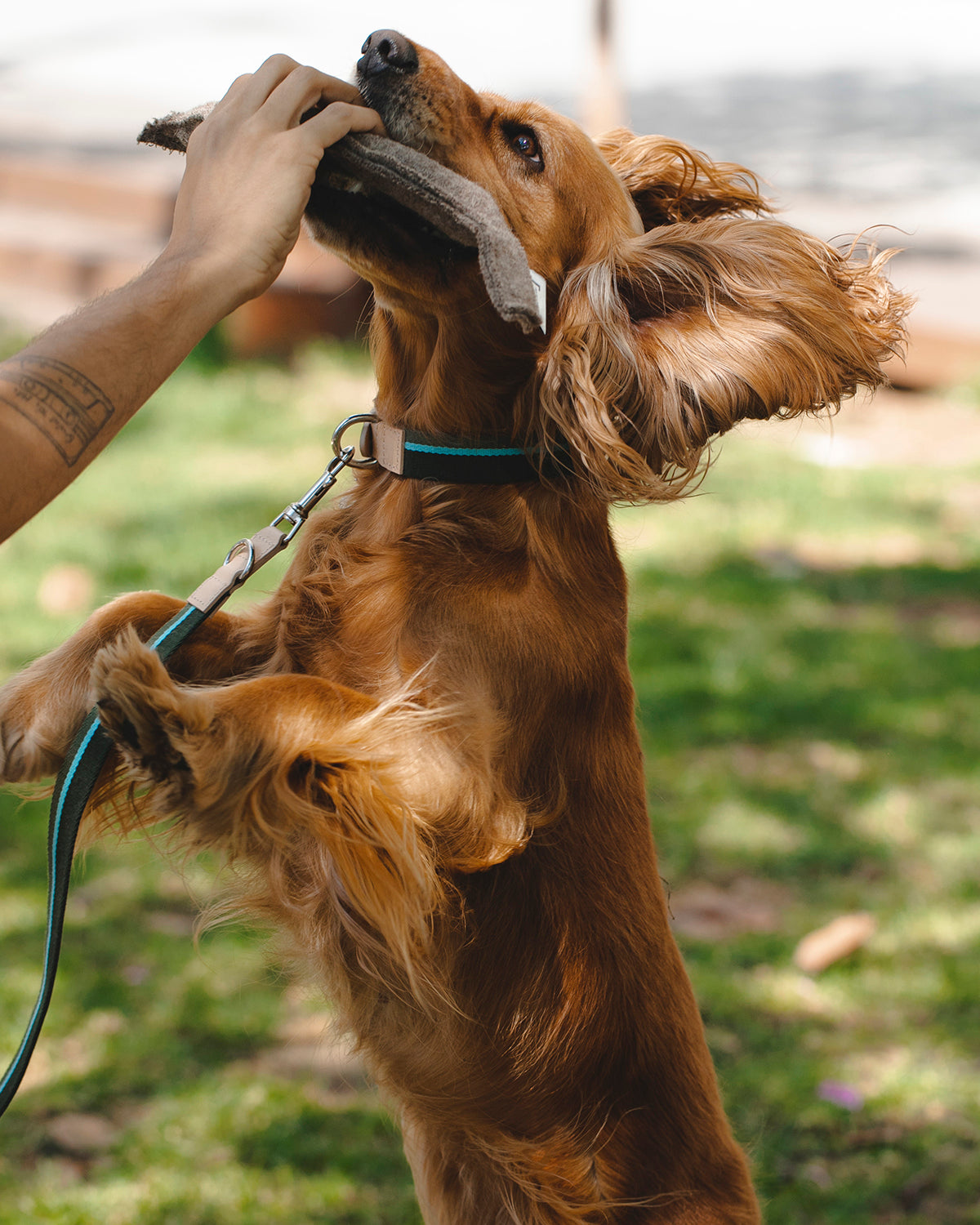 FRANCO RIBBON DOG COLLAR | קולר לכלב